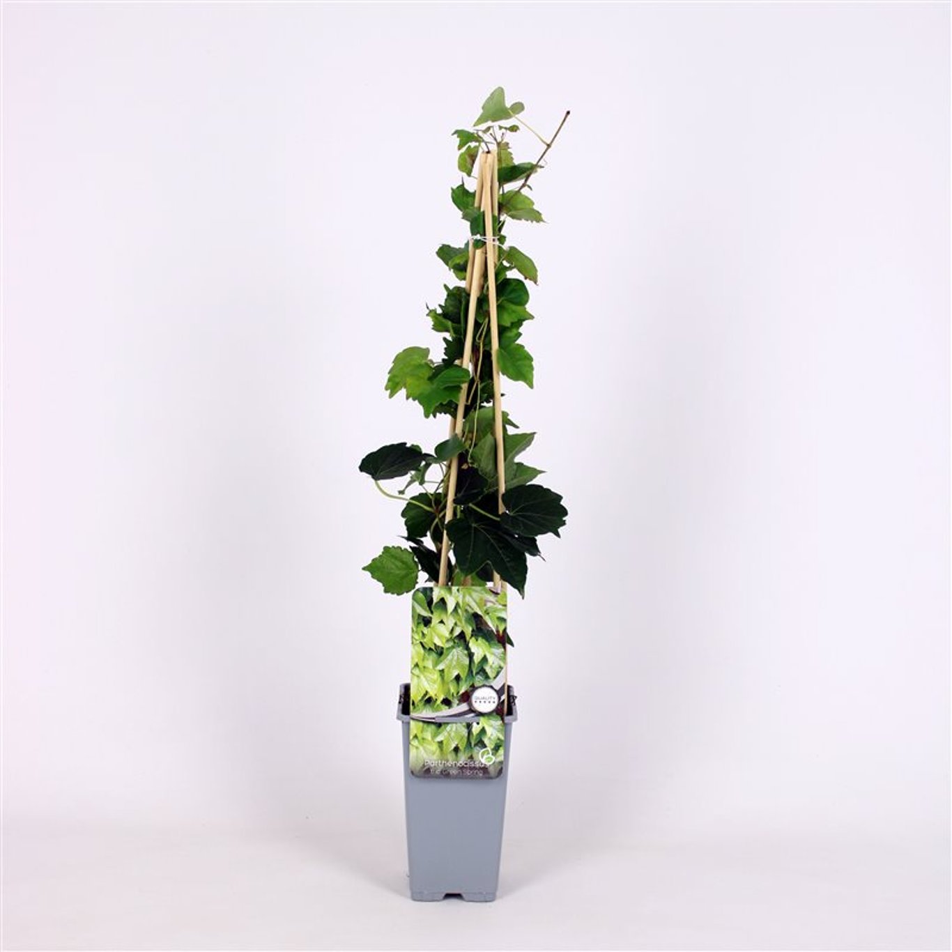 Parthenocissus tr. 'Green Spring' - C2 70/+ CM